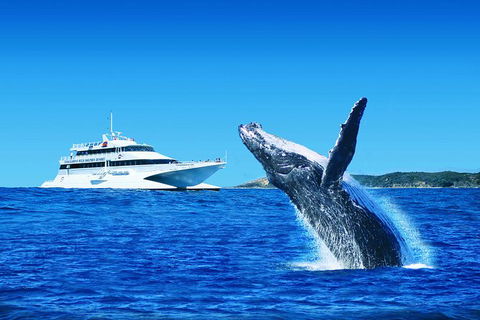 Tangalooma Island Resort Classic Whale Watching Day Cruise - Kempsey Accommodation 0