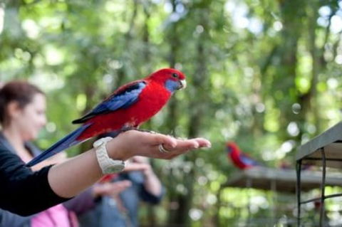 Springbrook And Tamborine Rainforest Glow Worm Tour - Kempsey Accommodation 0
