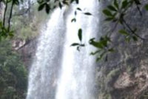 Springbrook And Tamborine Rainforest Glow Worm Tour - Kempsey Accommodation 1