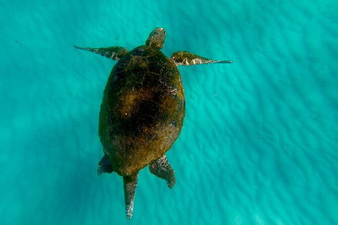 2-Day Moreton Island Tour From Brisbane Or Gold Coast With Optional Nighttime Kayaking - Kempsey Accommodation 17