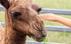 Camel Farm Deluxe Experience - thumb 1