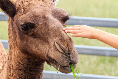 Camel Farm Deluxe Experience - Kempsey Accommodation 1