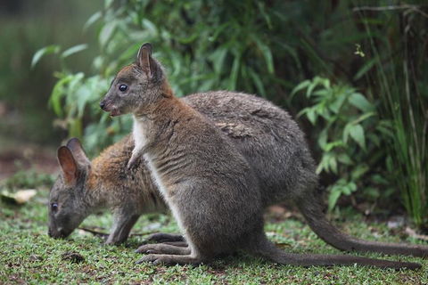 Small-Group 4WD Lamington National Park Day Trip From Brisbane - Kempsey Accommodation 1