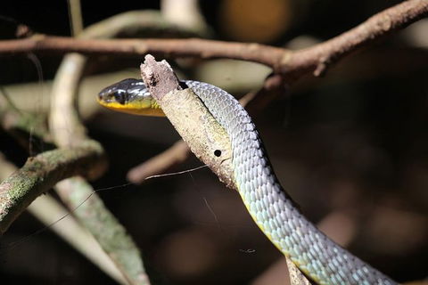Small-Group 4WD Lamington National Park Day Trip From Brisbane - Kempsey Accommodation 6