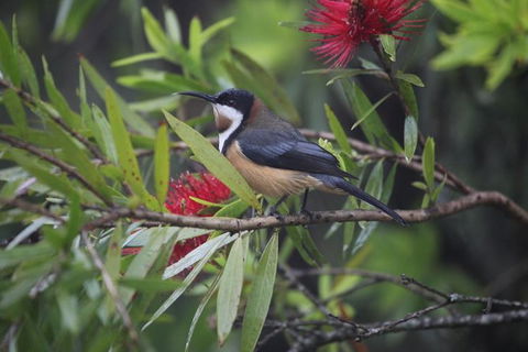 Small-Group 4WD Lamington National Park Day Trip From Brisbane - Kempsey Accommodation 4