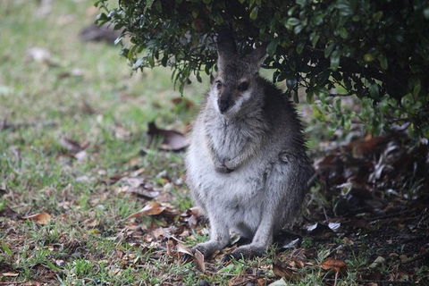 Small-Group 4WD Lamington National Park Day Trip From Brisbane - Kempsey Accommodation 3