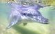 Tangalooma Island Resort Premium Dolphin Feeding Day Cruise With Whale Watching - thumb 1