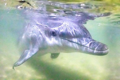 Tangalooma Island Resort Premium Dolphin Feeding Day Cruise With Whale Watching - Kempsey Accommodation 1