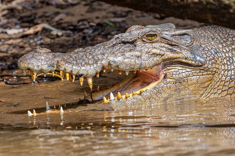 Daintree River Dawn Cruise - Kempsey Accommodation 15