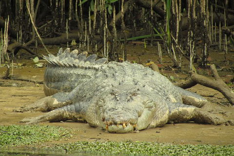 Daintree River Dawn Cruise - Kempsey Accommodation 13