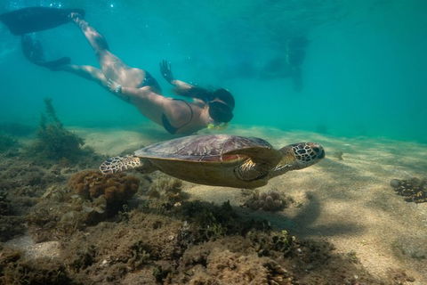 Half Day Low Isles Snorkelling Tour From Port Douglas - Kempsey Accommodation 6