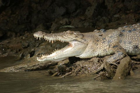 Daintree River Cruise - Kempsey Accommodation 1