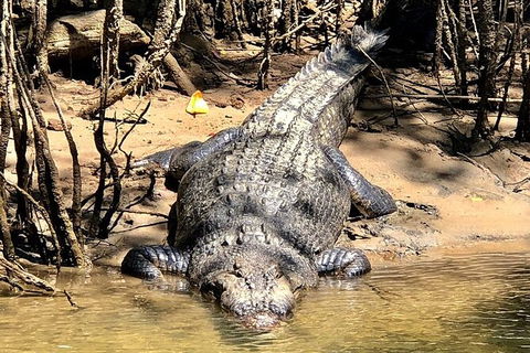 Daintree River Cruise - Kempsey Accommodation 9