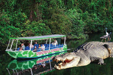 Daintree River Cruise - Kempsey Accommodation 7