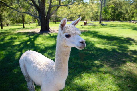 Half Day Animal Tour - Kempsey Accommodation 0