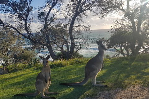 Full-Day Tour To North Stradbroke Island From Brisbane - Kempsey Accommodation 1
