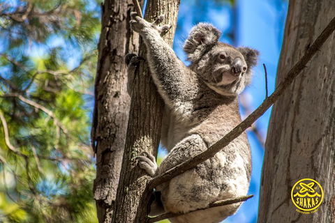 Full-Day Tour To North Stradbroke Island From Brisbane - Kempsey Accommodation 8