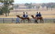 Camel Rides - thumb 1