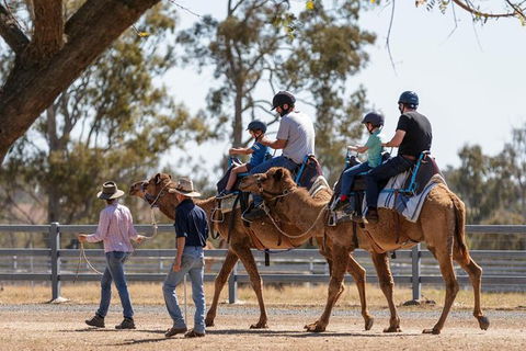 Camel Rides - Kempsey Accommodation 0