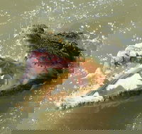 Darwin Jumping Crocodiles Cruise on Adelaide River - Kempsey Accommodation