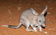 Alice Springs Desert Park Nocturnal Tour - thumb 4