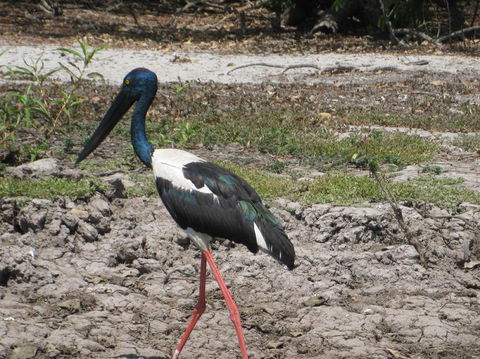 2-Day Kakadu And Arnhem Land Tour From Darwin - Kempsey Accommodation 3