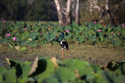 2:30pm Safari Cruise (1.5 Hours) - Kempsey Accommodation 1