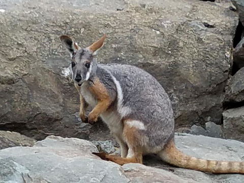 All Inclusive Blue Mountains Small-Group Day Trip From Sydney - Kempsey Accommodation 4