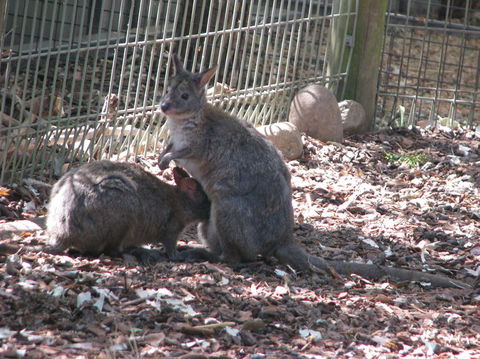 All Inclusive Blue Mountains Small-Group Day Trip From Sydney - Kempsey Accommodation 19