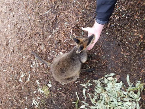 All Inclusive Blue Mountains Small-Group Day Trip From Sydney - Kempsey Accommodation 21