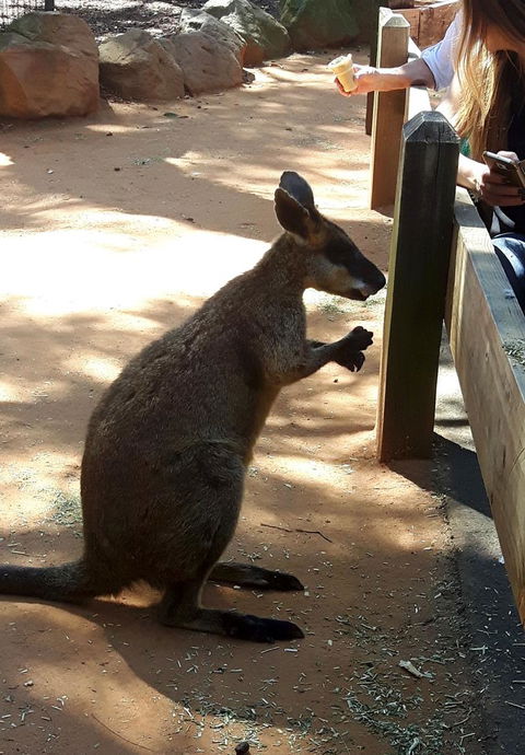 All Inclusive Blue Mountains Small-Group Day Trip From Sydney - Kempsey Accommodation 25