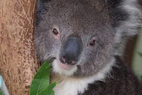 All Inclusive Blue Mountains Small-Group Day Trip From Sydney - Kempsey Accommodation 28