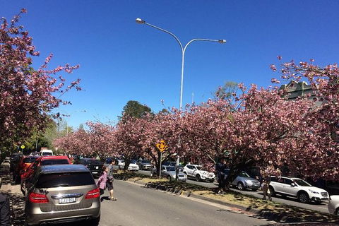 All-Day Blue Mountains Private Tour With Professional Guide For Up To 4 People - Kempsey Accommodation 16