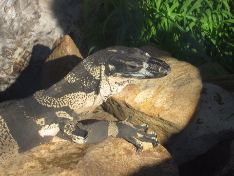 Armadale Reptile Centre - Kempsey Accommodation 0