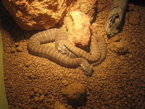 Armadale Reptile Centre - Kempsey Accommodation 1