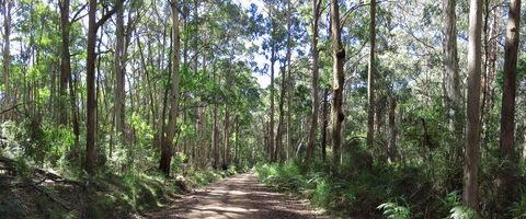 Blue Range Camping And Picnic Area - Kempsey Accommodation 2