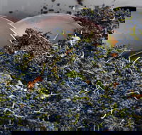 Coldstream - Kempsey Accommodation