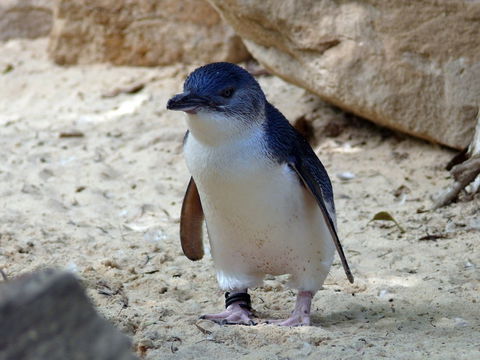 Granite Island Nature Park - Guided Penguin Tours - Kempsey Accommodation 0
