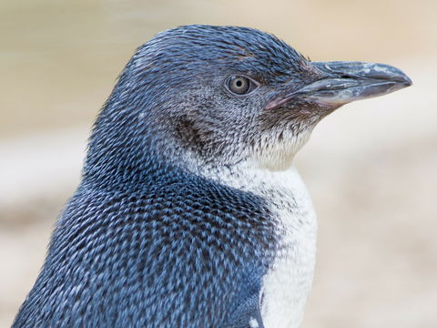 Granite Island Nature Park - Guided Penguin Tours - Kempsey Accommodation 1