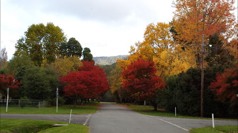 Jamieson Significant Trees - Kempsey Accommodation 1