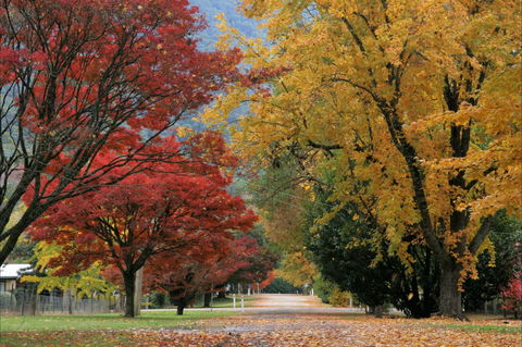 Jamieson Significant Trees - Kempsey Accommodation 2