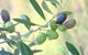 Olives Of Beaulieu - thumb 2