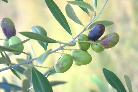 Olives Of Beaulieu - Kempsey Accommodation 2
