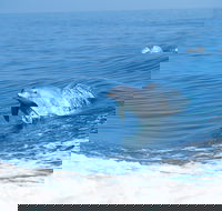 Wild Dolphin Watching - Kempsey Accommodation