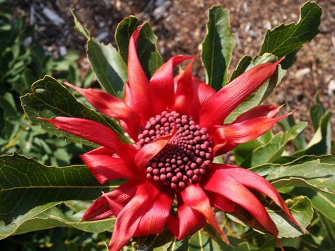 Inverawe Native Gardens - Kempsey Accommodation 0