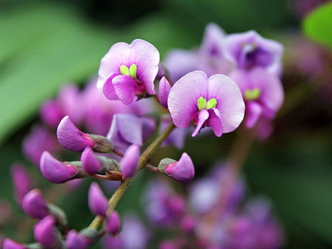 Inverawe Native Gardens - Kempsey Accommodation 2