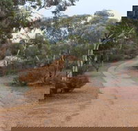 Karlkurla Bushland Park - Kempsey Accommodation