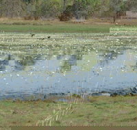 Leaning Tree Lagoon Nature Park - Kempsey Accommodation