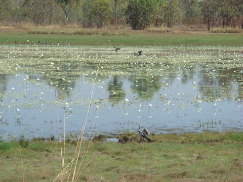 Leaning Tree Lagoon Nature Park - Kempsey Accommodation 0