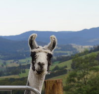 Llama Walks Tasmania - Kempsey Accommodation